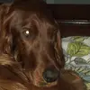 Barkleyxx6 - @allisonhagan - TikTok