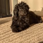 Allison Hamlin - @allisonhamlin - Instagram