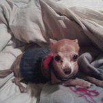 Allison Helms - @allisonpack275 - Instagram