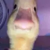 allisonherbert3 - @allisonherbert3 - TikTok