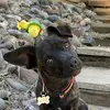 allisonoverhiser - @allison.overhiser4 - TikTok