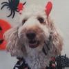 Jasper’sGodmother - @allisonjasper1 - TikTok