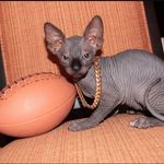 ALLISON JUSTICE - @allisonjustice.offcial - Instagram