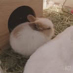 Allison Kao - Facebook