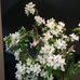 Alison Lamont - Facebook