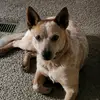 Allison Langston722 - @allisonlangston72 - TikTok