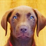 Allison Lochhead - @allisonlochhead - Instagram