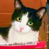 Alison Loring - @2184778738 - TikTok