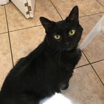 Allison Matthews - @ally_cat0234 - Instagram