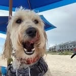 Allison Maynard-Harris - @allison_m_harris - Instagram
