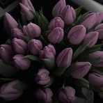 Allison McHugh - Facebook