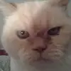 allisonmeeks59 - @allisonmeeks59 - TikTok