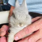Allison Meier - @bentleythecitybunny - Instagram