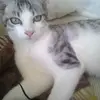 Alison Morel - @alison.morel8 - TikTok