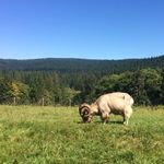 Allison Mosley - @allthestuffithoughtofwastaken - Instagram