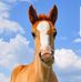Allison Mota - Facebook