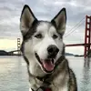 Allison Moy - @allisonmoy0 - TikTok