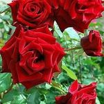 Muth Allison - @allison.muth - Instagram