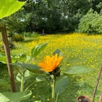 Alison Nader - @alison17488 - Instagram