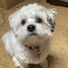 Allison Nash - @allisonnash2 - TikTok