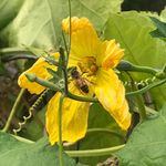 Allison Neal - @foreverinfaithfarm - Instagram