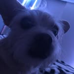 Allison Nevarez - @lovely_babushka - Instagram