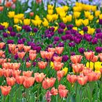Allison Patel - Facebook