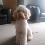 Alison Pinder - @apinder70 - Instagram