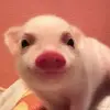 allisonpioii - @alisoncabrera0537 - TikTok