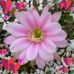 Allison Pitcher - Facebook