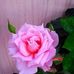Allison Pitcher - Facebook