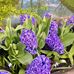 Allison Plum - Facebook