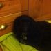 Alison Pomeroy - Facebook