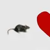 Allison Prieto kitty - @allison.prieto.ki - TikTok