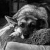 Alison Pringle - Facebook