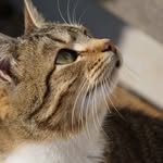 Allison Probst - @apanimalphotography - Instagram
