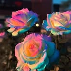Allison Pugh - Facebook