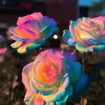 Allison Pugh - @qxeencece19 - Instagram