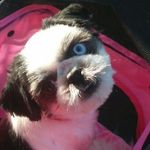 Alison Purvis - @alisonsnell1973 - Instagram