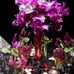 Allison Quach - Facebook