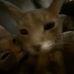 Allison Rocha - Facebook