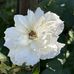Allie Severson - Facebook