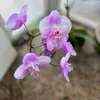 Allison Severson - @atseverson - TikTok