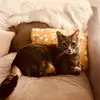 AllisonSteckler - @franciethekittycat - TikTok