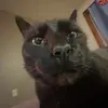 allison - @allison_sutton08 - TikTok