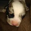 Allison Sutton - @al.fre.da273 - TikTok