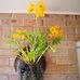 Alison Reid Tonkin - Facebook