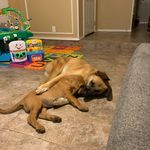 Alison Tyndall - @cooperandstellabear - Instagram