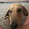 DJ, Allison, and Wilbur - @wilbus_the_weiner - TikTok