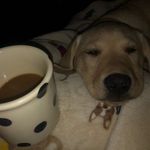 Allison Wiley-Tipton - @alltipton - Instagram